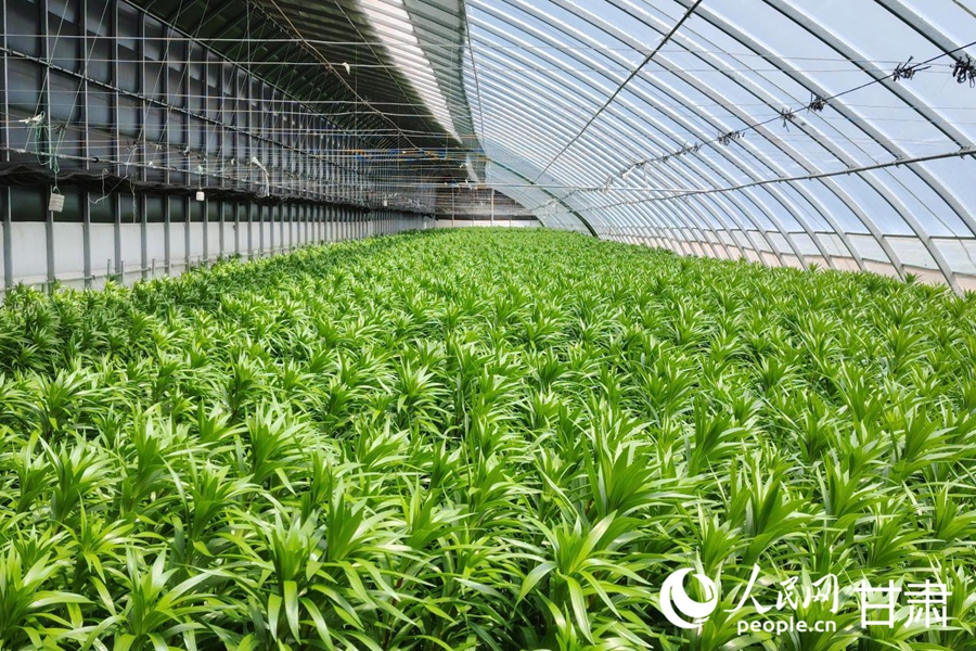 长势旺盛的百合花。人民网记者 米媛摄