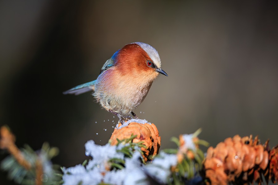 鳳頭雀鶯現身祁連山國家級自然保護區。甘肅祁連山國家級自然保護區管護中心供圖