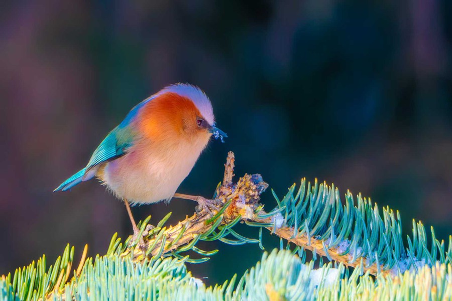 鳳頭雀鶯現身祁連山國家級自然保護區。甘肅祁連山國家級自然保護區管護中心供圖