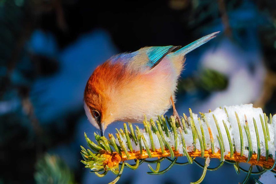 鳳頭雀鶯現身祁連山國家級自然保護區。甘肅祁連山國家級自然保護區管護中心供圖