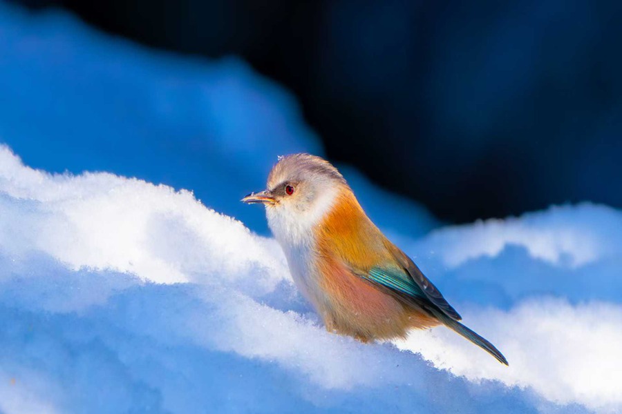 鳳頭雀鶯現身祁連山國家級自然保護區。甘肅祁連山國家級自然保護區管護中心供圖