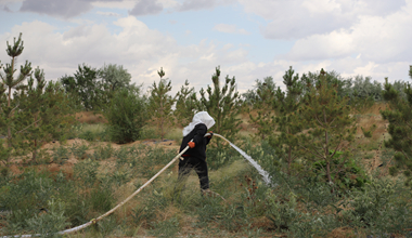 2025年完成营造林356.3万公顷