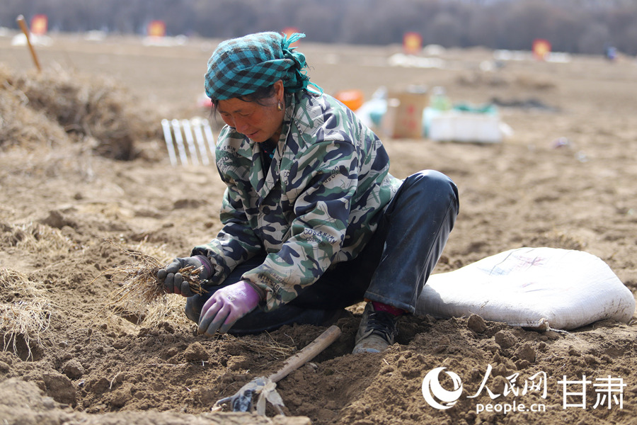 甘肅岷縣：藥苗採挖忙【3】