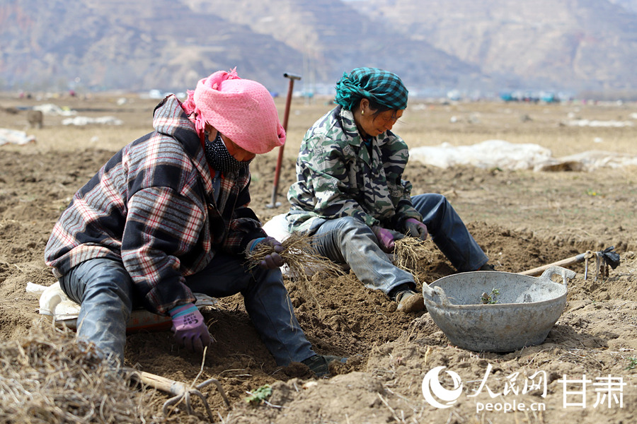 甘肃岷县：药苗采挖忙【4】