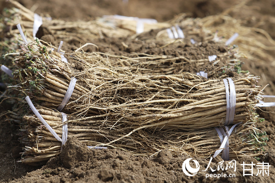 甘肅岷縣：藥苗採挖忙【7】
