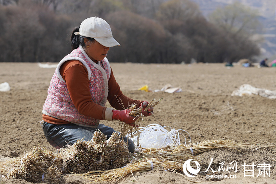 甘肅岷縣：藥苗採挖忙【6】