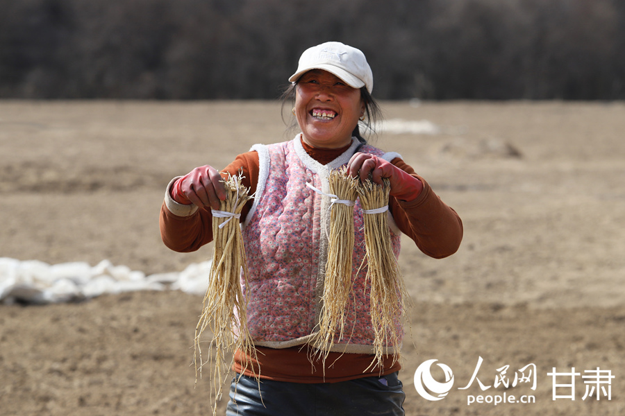 甘肅岷縣：藥苗採挖忙