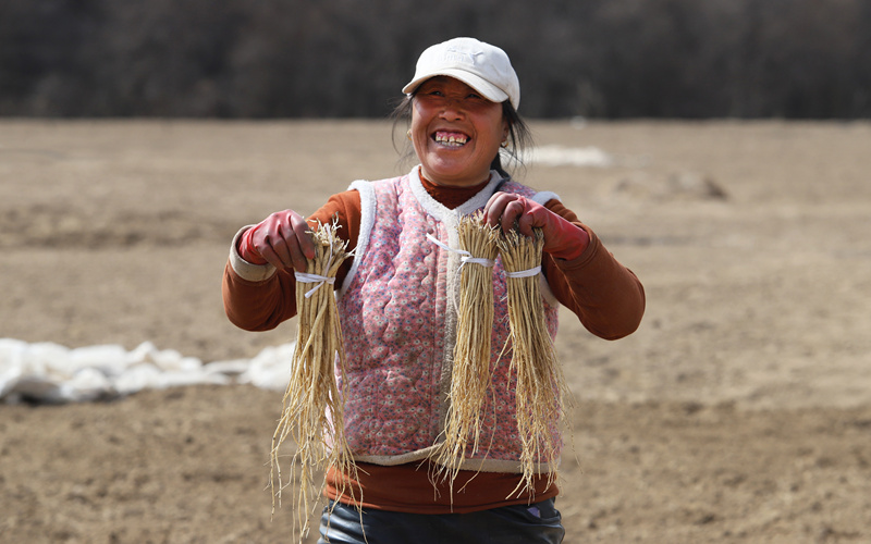 甘肃岷县：药苗采挖忙