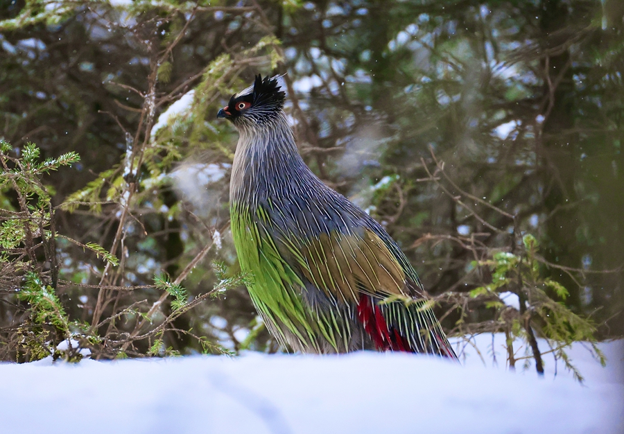 “彩虹鸟”林间窥视。甘肃祁连山国家级自然保护区管护中心供图