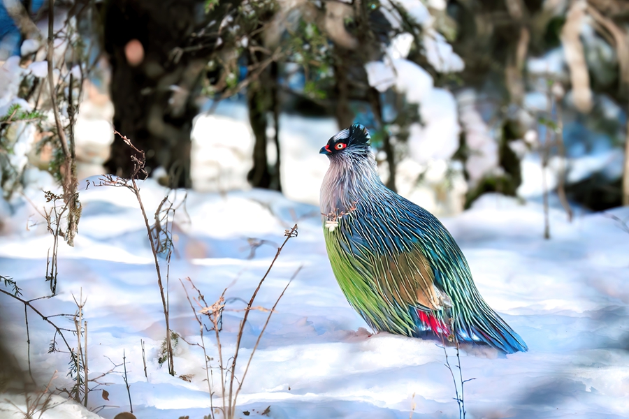 雪地里的“彩虹鸟”。甘肃祁连山国家级自然保护区管护中心供图