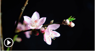 延时摄影带你看桃花“醒”来