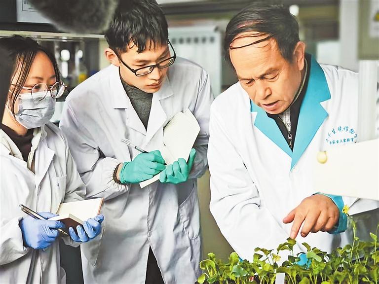 甘肃农业大学教授孙万仓（右一）在指导学生记录实验数据。新甘肃·甘肃日报记者 吴涵