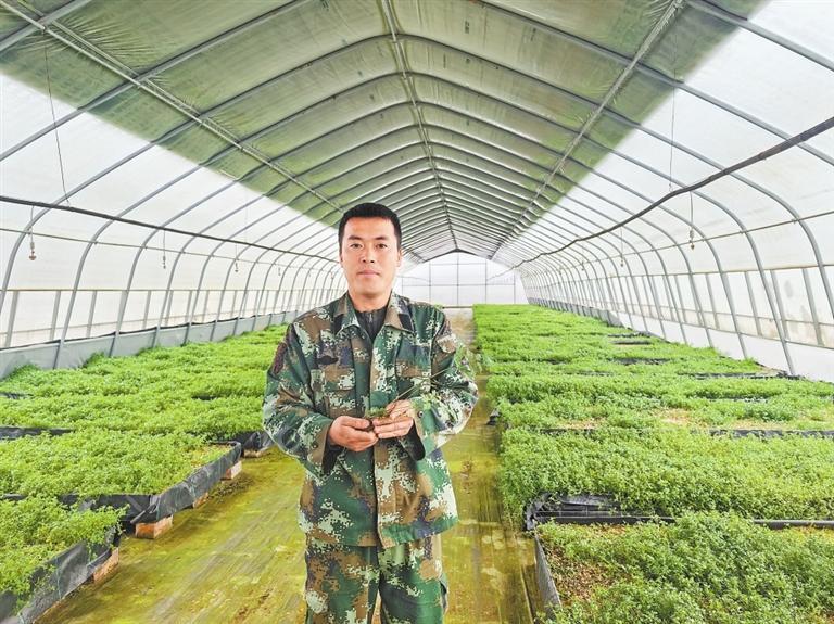 农业技术员介绍当归日光温室反季节育苗情况。
