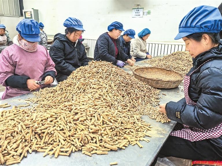 岷县顺兴和中药材有限责任公司工人加工药材。