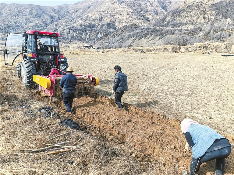 维新镇机械化收获药材种苗。本版图片除署名外均由新甘肃·甘肃日报记者王朝霞摄