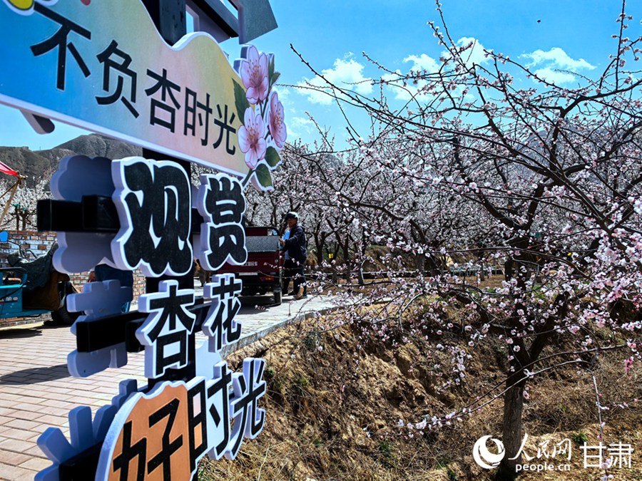 在陇上杏花秘境 藏着多彩东乡的诗意春光【6】