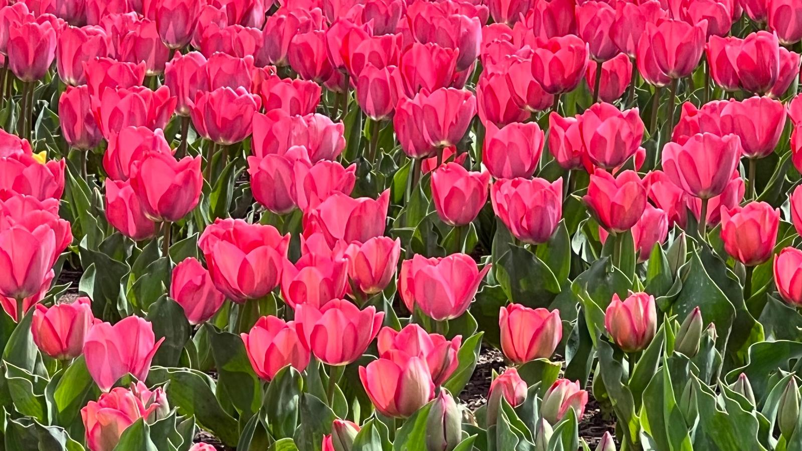 郁金香花海。永靖縣委宣傳部供圖
