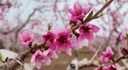 桃花盛开迎客来。临夏县委宣传部供图