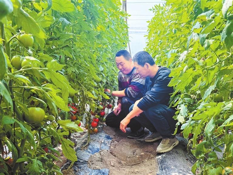嘉峪關新城鎮野麻灣村西紅柿大棚。新甘肅·甘肅日報記者 於曉明