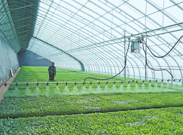 肅州區上壩鎮千畝高原夏菜綠色標准化種植基地。新甘肅·甘肅日報記者 董文龍