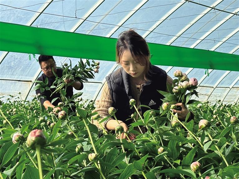 秦川镇特色产业培育稳步推进