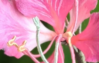 远观丨星辰大海与一朵“紫荆花”