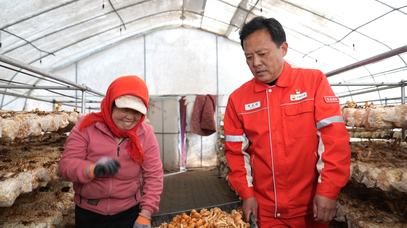 长庆油田驻双庙村书记常永刚帮助村民采摘滑子菇。贠向慕摄