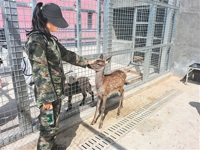 内蒙古贺兰山国家级自然保护区管理局野生动植物保护科工作人员救助的小动物。本报记者 张 枨摄