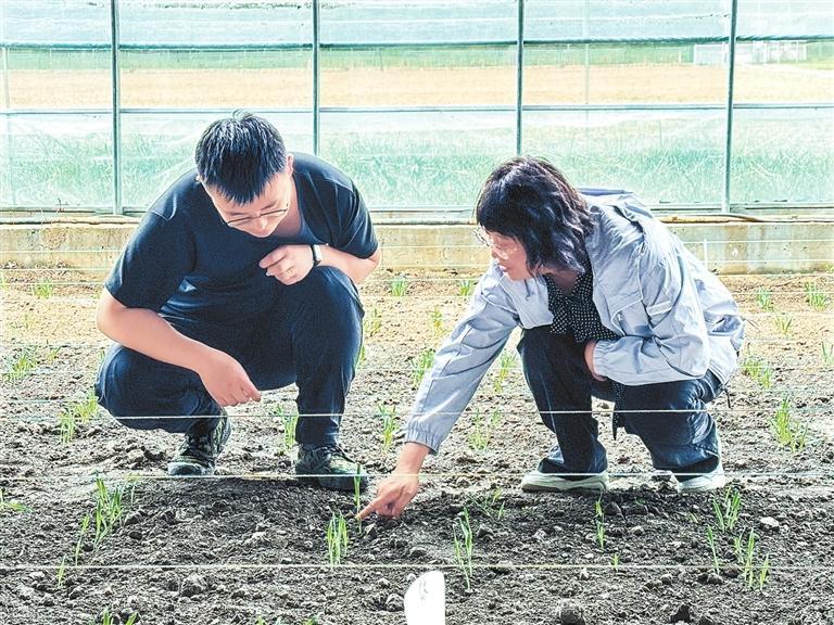 刘梅金解析青稞抗旱试验。新甘肃·甘肃日报记者 马颖