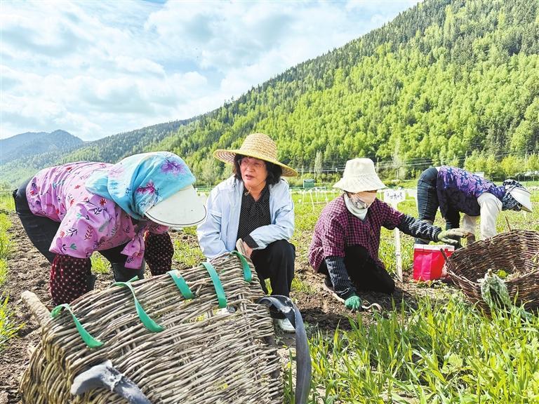 刘梅金（左二）在试验田里工作。新甘肃·甘肃日报记者 马颖