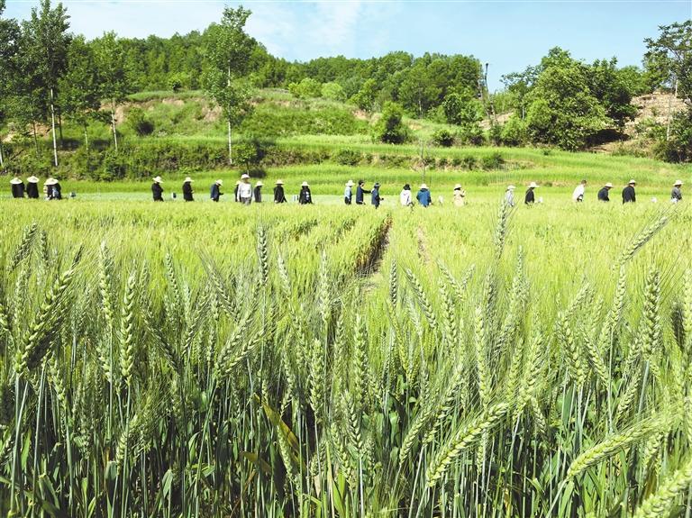 小麥種植基地。