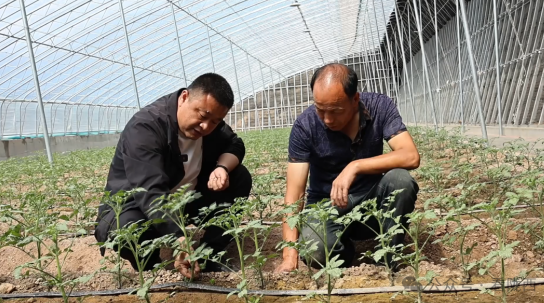 定植小番茄种苗。陇西县委宣传部供图