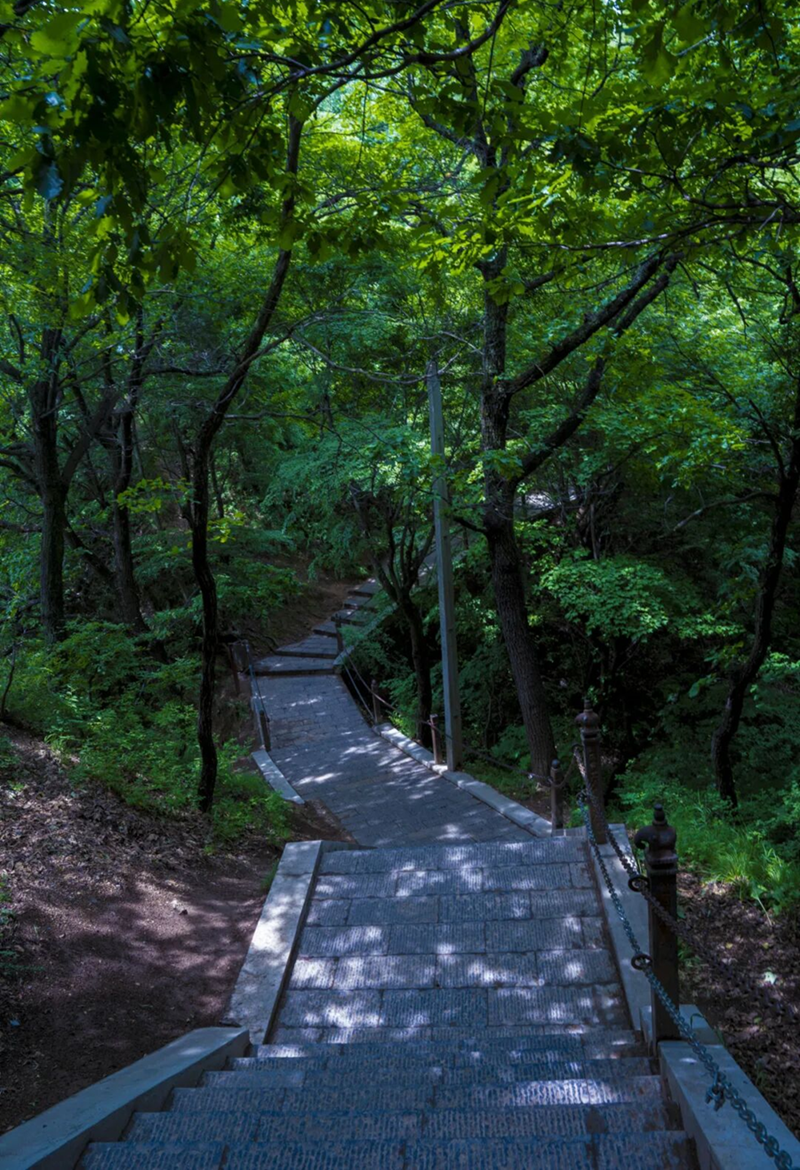 山林覓清涼。崆峒區委宣傳部供圖