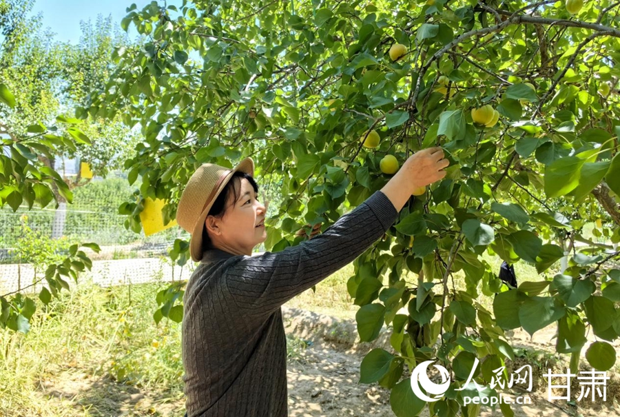 杏子迎来采摘季。人民网记者 周婉婷摄