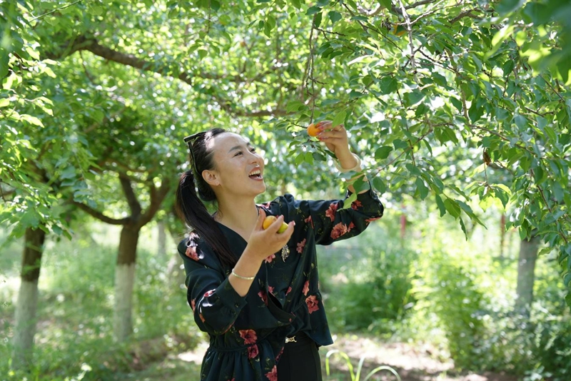 市民采摘杏子。东乡县委宣传部供图