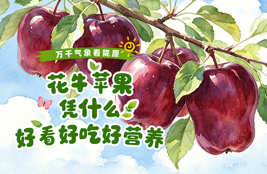 花牛苹果 凭什么“好看好吃好营养”？