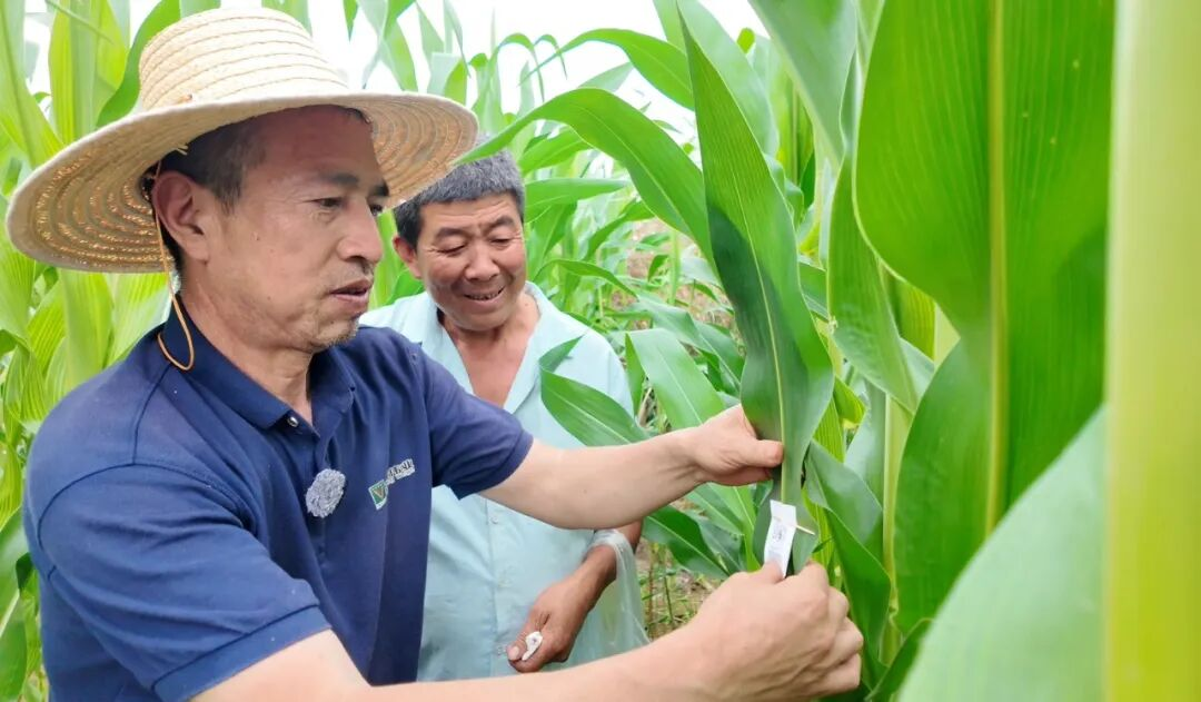 白银区农业农村局农业技术推广中心工作人员指导农户固定赤眼蜂卵包。白银区融媒体中心供图