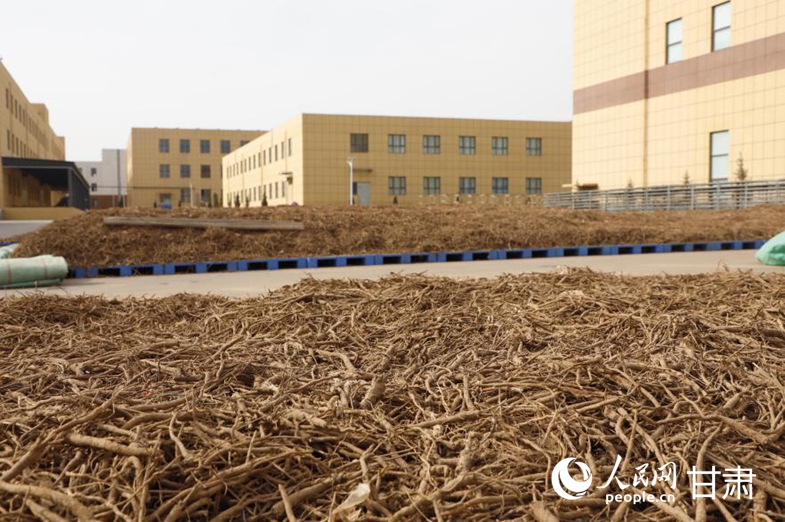 定西市一中药材加工企业内晾晒的中药材。人民网记者 焦隆摄