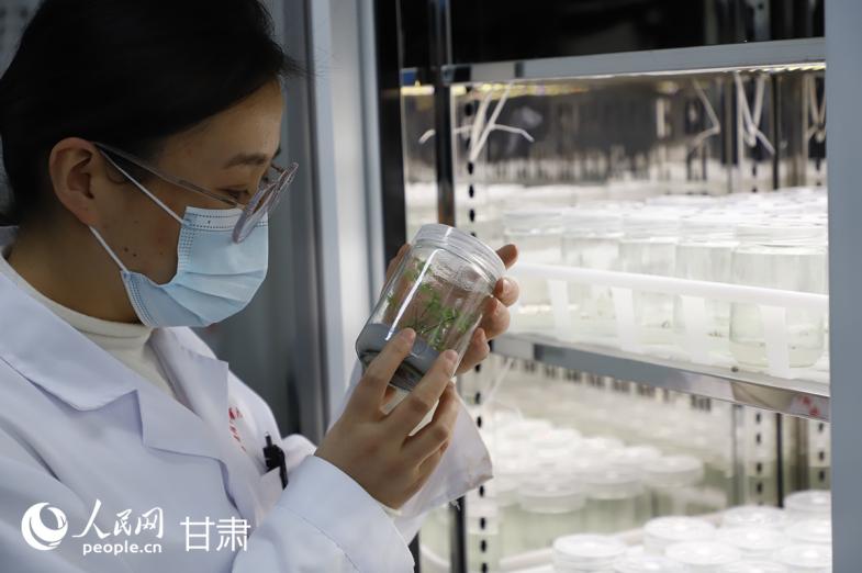 科研人员在组培实验室中培育优质中药材种苗。人民网记者 焦隆摄