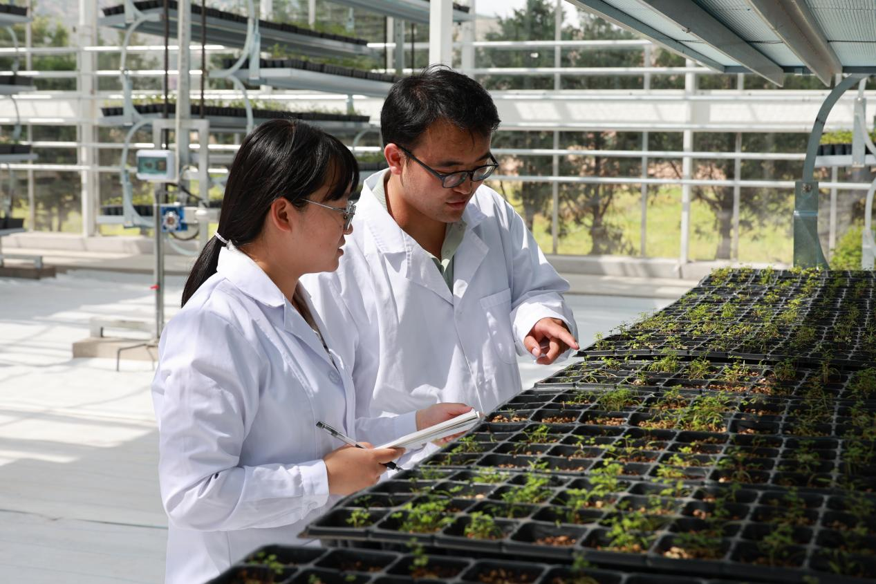 陇西县农技推广中心农艺师查看工厂化黄芩育苗生长情况。王昱霖摄