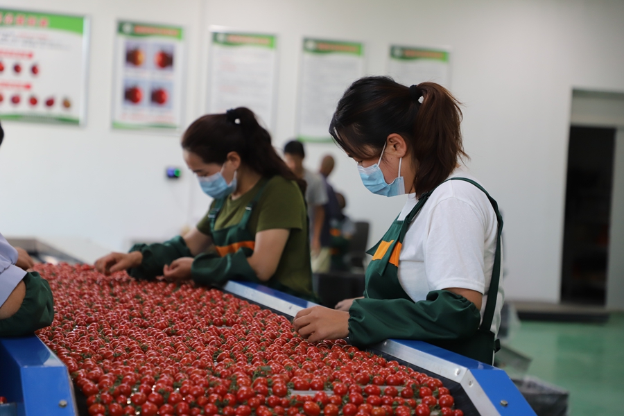 工人正在分拣番茄。和政县委宣传部供图