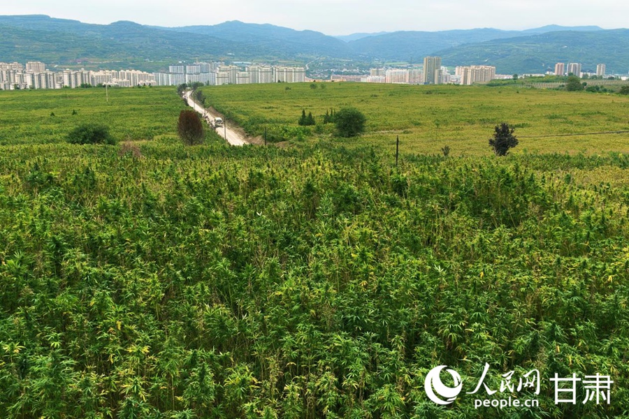 清水县永清镇魏家塬千亩汉麻标准化种植示范点。人民网记者 米媛摄