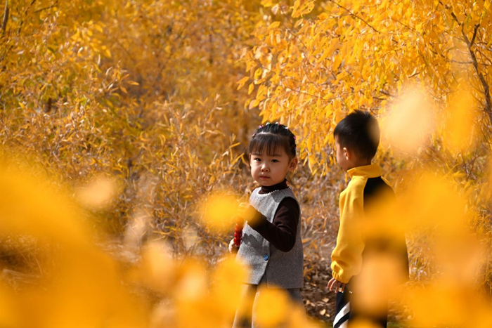 2026年10月11日，小朋友在甘肃省敦煌市黄渠镇的胡杨林中游玩。张晓亮 摄