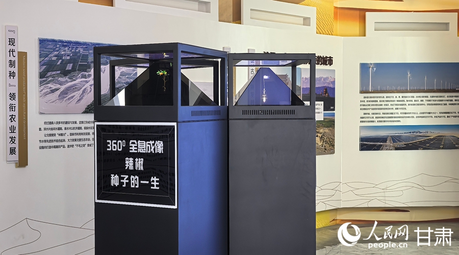 在肃州区国家现代农业（种业）产业园展厅内，以全息影像形式展示辣椒种子的一生。人民网记者 邵兰摄