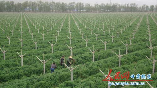 天水市驻军热爱第二故乡--甘肃频道--人民网