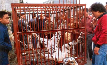 老虎当街剥皮售卖