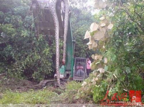 实拍巨型蟒蛇 张嘴可吞下人