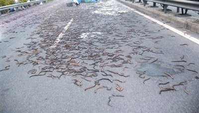 货车侧翻 上万条鳝鱼游走高速公路