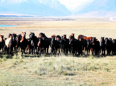 甘肃山丹马种群不断优化