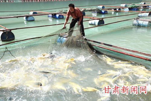 甘肃省文县成功孵化出金鳟鱼等种鱼30万尾